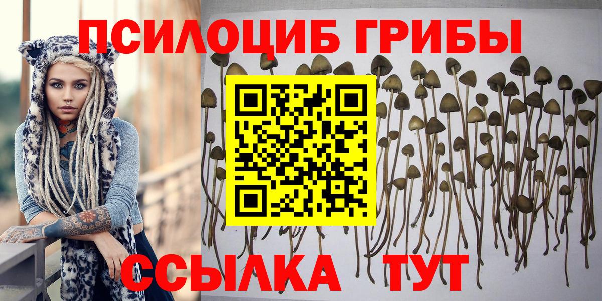 Псилоцибиновые грибы Psilocybe  Вход с VPN  Ейск 